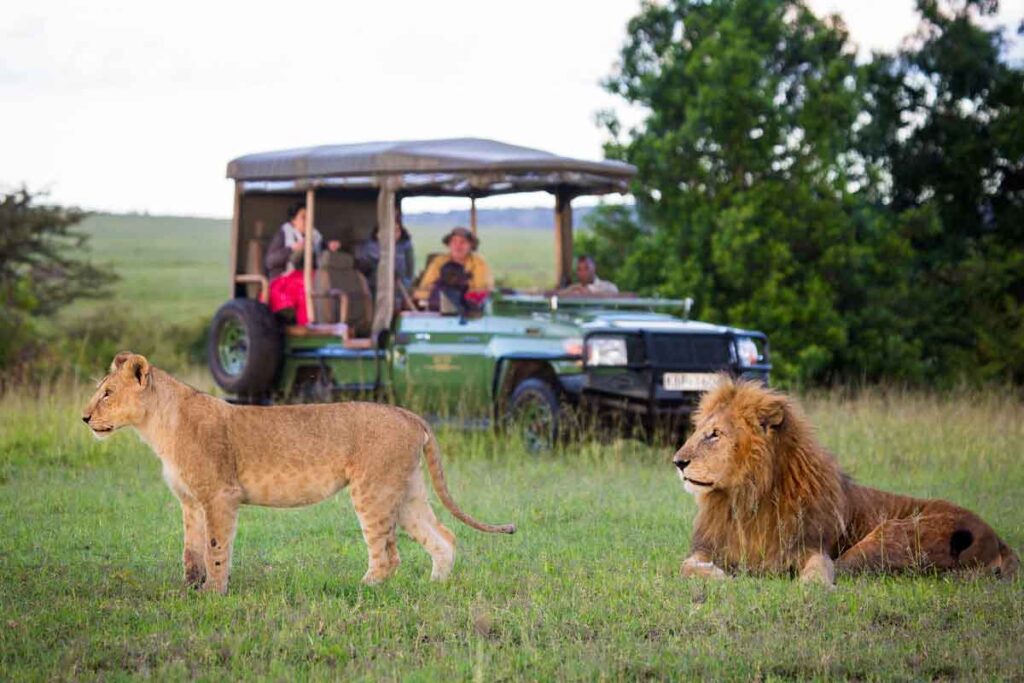 Tourists inside an open-roof safari Land Cruiser watching a lioness and cubs walk across the Maasai Mara savannah.